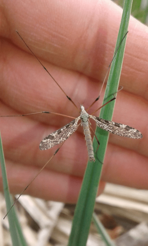 Limoniidae : Limnophila pictipennis ?  Sì, maschio